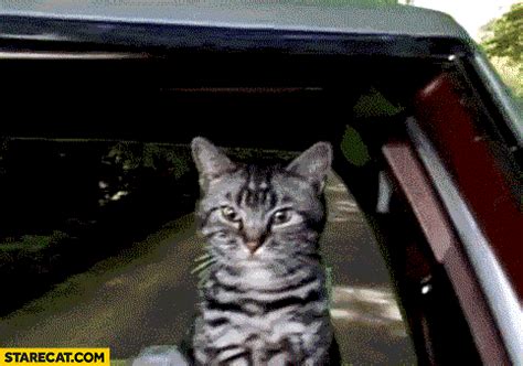 Cat driving a car sees cucumber falls off a cliff gif animation | StareCat.com