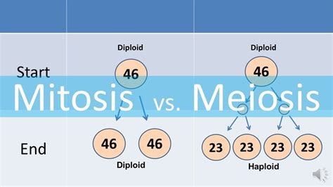 chapter 2 Mitosis and Meiosis Diagram | Quizlet