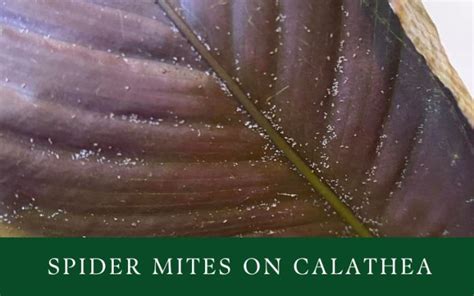 Spider Mites On Calathea: How To Treat, Prevention And Control