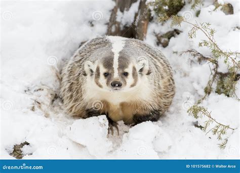 Badger in the Snow stock photo. Image of furry, colorful - 101575682