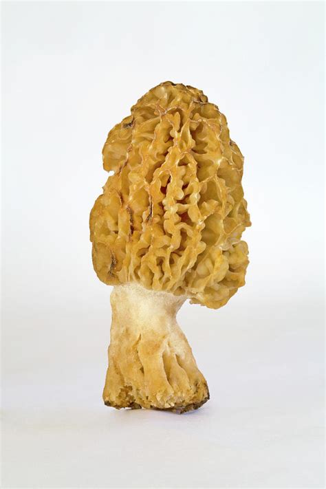 Yellow Morel Mushroom Photograph by Buddy Mays | Fine Art America