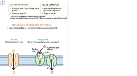 Membrane Transport Proteins (Overview) | ditki medical and biological ...