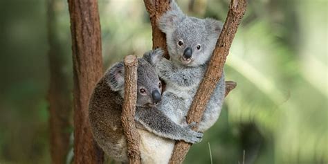 Support Wildlife - Australia Zoo - Help Us Help Wildlife