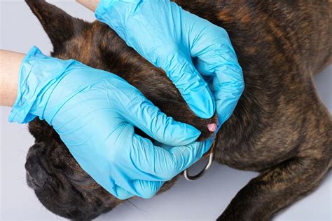 Skin Papilloma & Dog Warts: Our Vet Explains Causes, Signs & Risks | Hepper