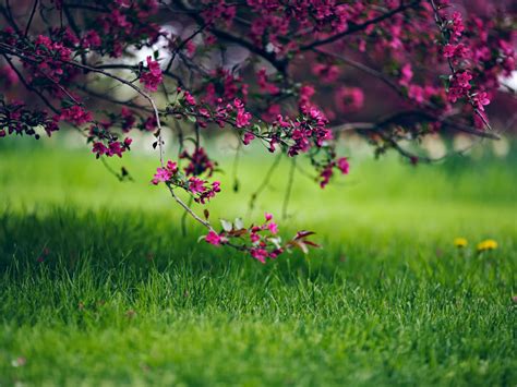 Spring Flowers, - High Resolution Hd Wallpapers For Pc - 1024x768 ...