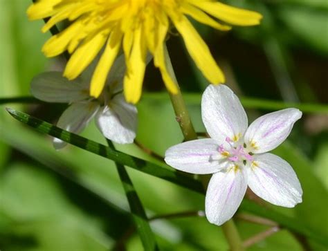 little white flower 2 | Jo Naylor | Flickr