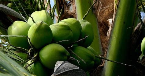 Coconut Farming Methods: From Seedling Planting To Harvesting