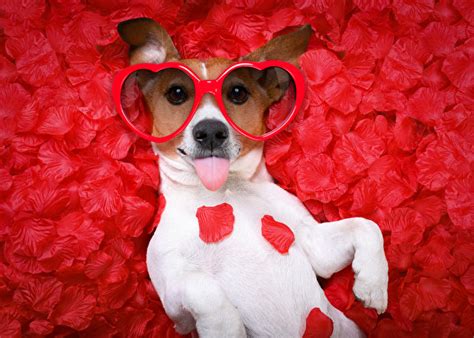 Image Valentine's Day Jack Russell terrier Dogs Heart Funny Petals