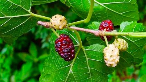 Árbol de moras, la sombra más preciada | Agroempresario.com