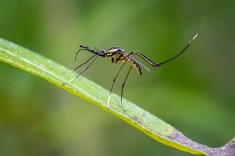 The World's Largest Mosquito Species - Wiki Point