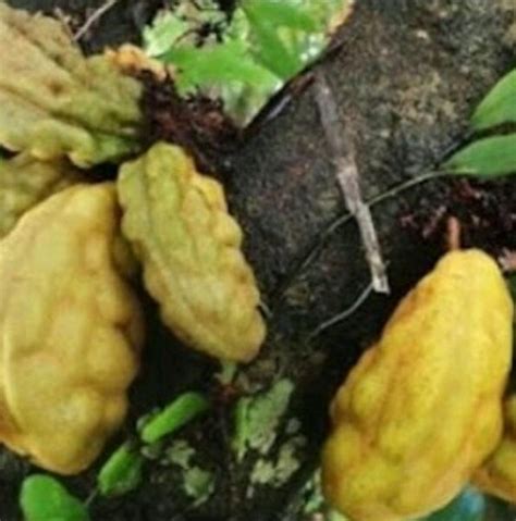 Jual bibit buah nam nam di Lapak kebunkita batu | Bukalapak