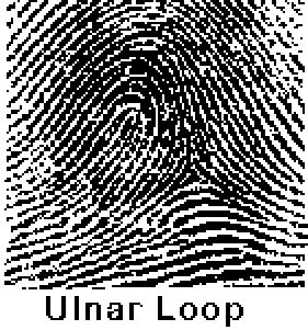 Ulnar Loop Fingerprint