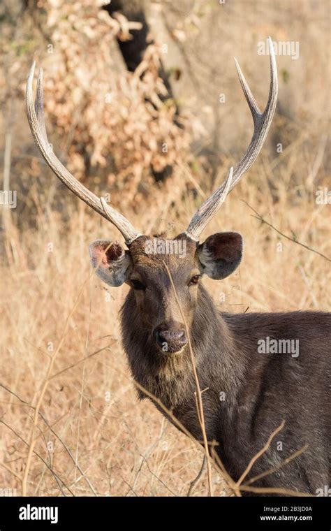 Sambar deer at a forest in India Stock Photo - Alamy