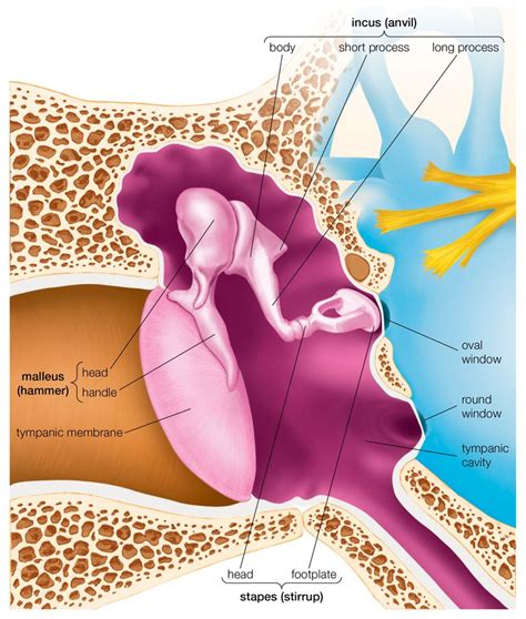 Myringosclerosis and Tympanosclerosis