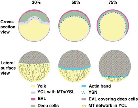 Schematic of epiboly progression. Epiboly begins when the yolk (yellow)... | Download Scientific ...