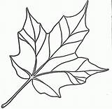 Maple Leaf Outline  Coloring Home sketch template