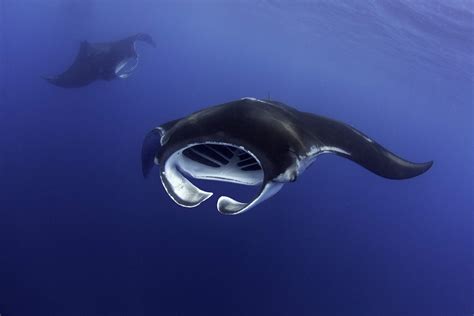 Ocean manta ray - bidsdop