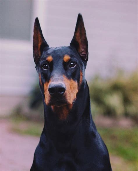 Ear Crop — Should we be nervous? | Doberman Forum : Doberman Breed Dog Forums