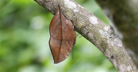 The Dead Leaf Butterfly - Camouflage King of the Asian Tropics | The ...