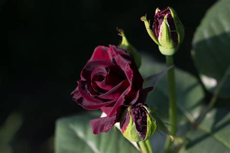 Black Baccara Rose | A rose from my garden. A recent acquisi… | Daniela | Flickr