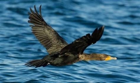 Double-crested Cormorant