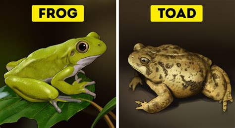 How to Tell the Difference Between a Frog and a Toad / 5-Minute Crafts