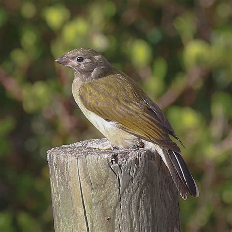 Lesser Honeyguide - BirdForum Opus | BirdForum