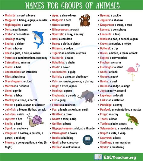 Groups of Animals in English | Animal groups, Cool names, Vocabulary ...