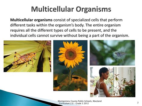 PPT - Multicellular Organisms PowerPoint Presentation, free download - ID:2282677