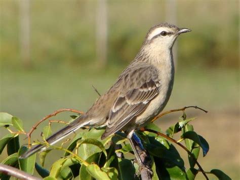 10 Interesting Mockingbird Facts - My Interesting Facts