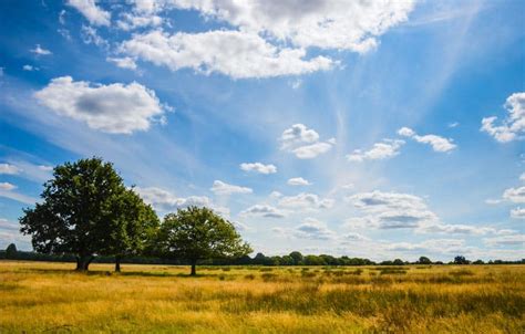 Richmond Park: A Guide to Exploring London’s Famous Deer Park — The ...