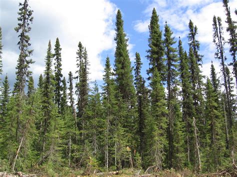 boreal forest trees - Google Search | Trees | Pinterest | Quebec and ...