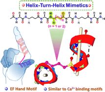 Crystal structure analysis of helix–turn–helix type motifs in α,γ-hybrid peptides - CrystEngComm ...