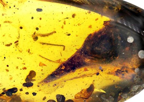 Smallest-ever Fossil Dinosaur Found Trapped in Amber