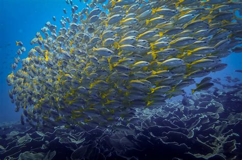 Scuba Diving in El Nido Palawan | Joe's Scuba Shack