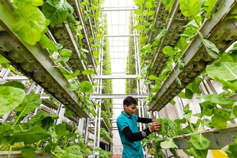 Industrial Photographer Singapore - Vertical Farming Singapore — Zainal ...