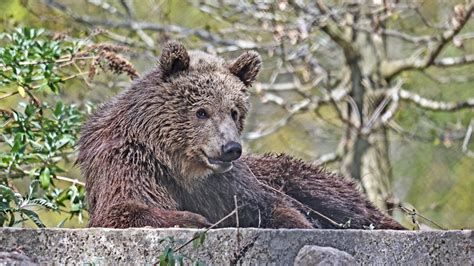 European Brown Bear | Wildwood Group