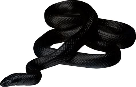 Free Snake Cliparts Black, Download Free Snake Cliparts Black png ...