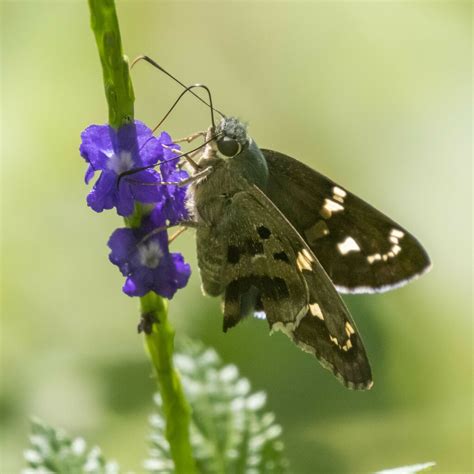 Long-tailed Skipper from East Naples, Naples, FL, USA on September 25 ...