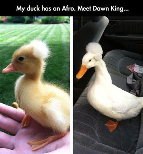 35 Duck Memes That Will Make You Quack All Day | Funny animals, Animals ...