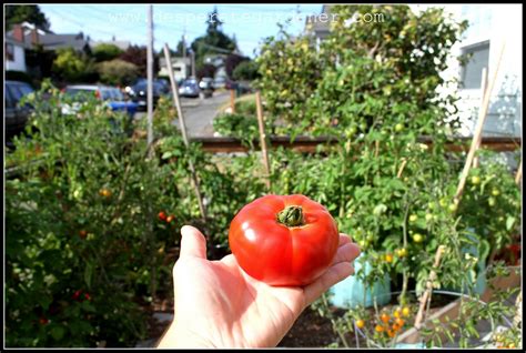 harvesting tomatoes Archive - Desperate Gardener