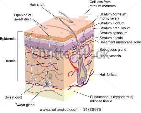 Cross section of human skin with labels | Skin anatomy, Skin structure, Human integumentary system