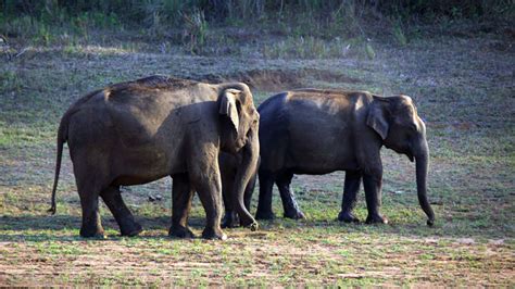 Periyar-tigre-reserve-thekkady-kerala-india-wild wild-elephant - in ...