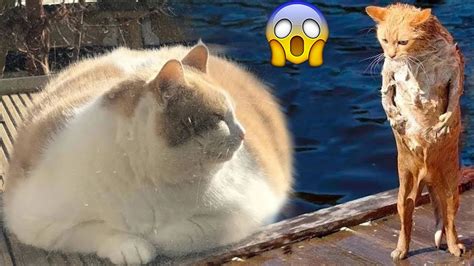 Fattest Cats |Funny Fat Cats Will Make You Laugh 😂 (2022) - YouTube