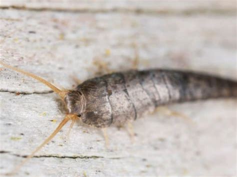 What Causes Silverfish Infestation And How To Get Rid of Them – WYPestControl