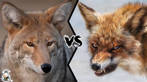 Coyote Vs Fox 11 Key Differences Between Them, 44% OFF