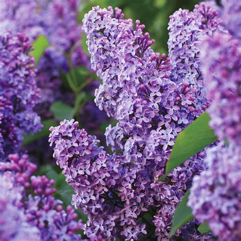 Garden State Bulb Common Purple Lilac Live Bare Root Shrub (Bag of 4 ...