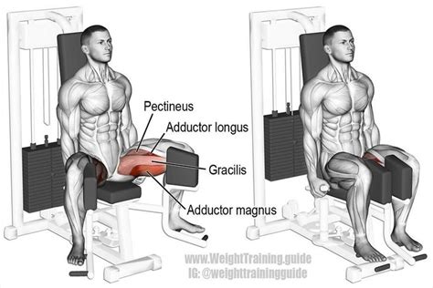 Seated hip adduction. An auxiliary leg exercise that targets your hip adductors (adductor magnus ...