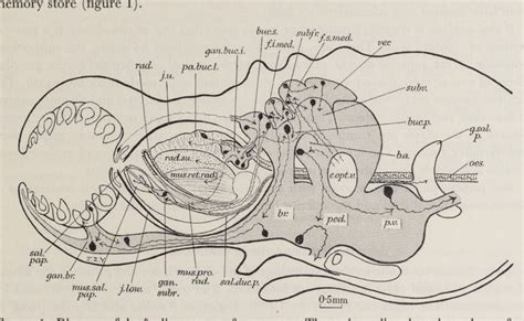 Figure 1 from The buccal nervous system of octopus | Semantic Scholar