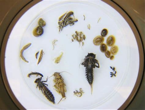 Environmental Monitor | Benthic Macroinvertebrates: Nature's Water Quality Detectives Assisting ...